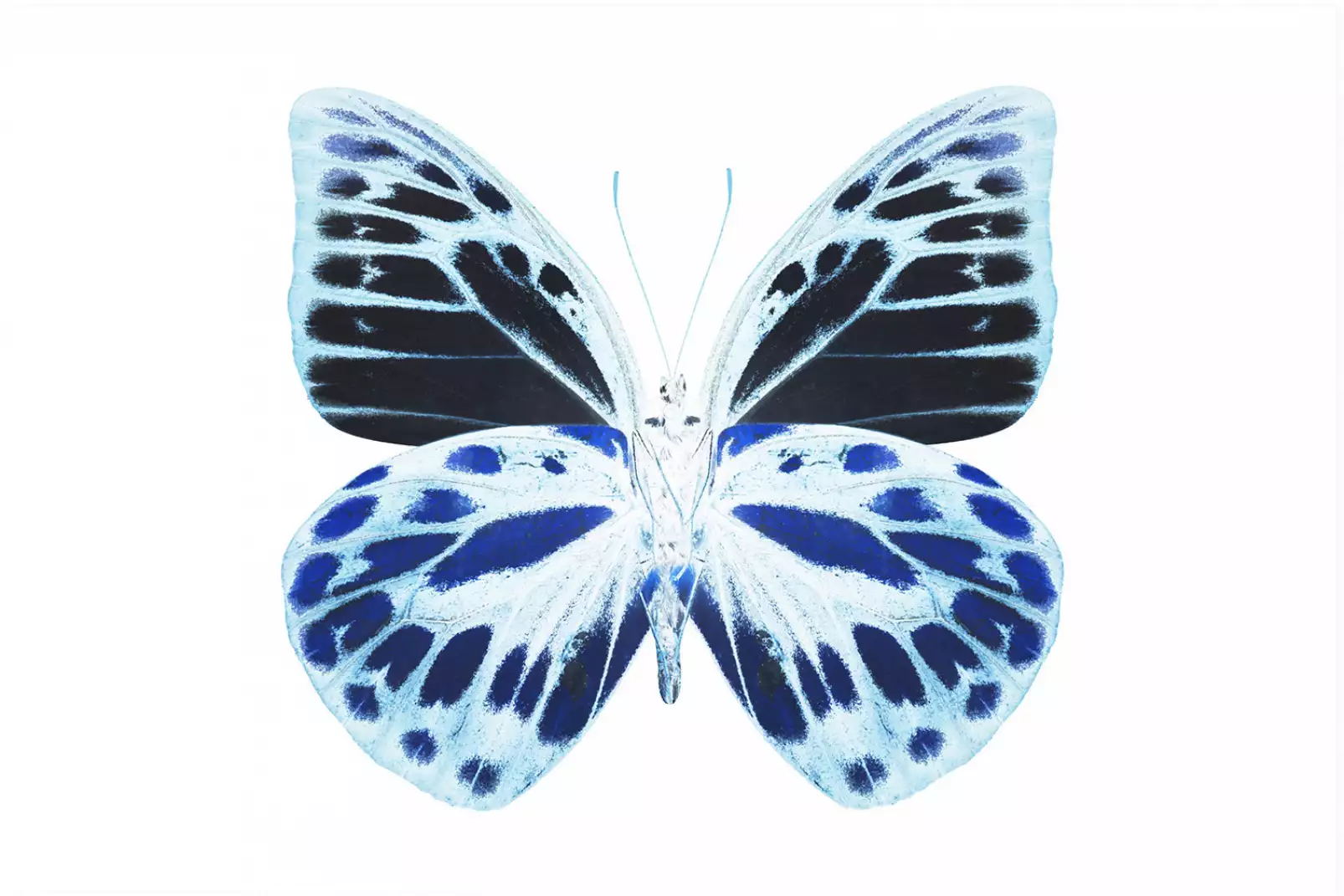 affiche-animaux-papillon-de-nuit-bleu