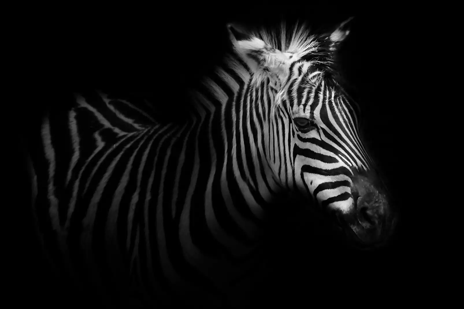 affiche-animaux-zebre-de-profil