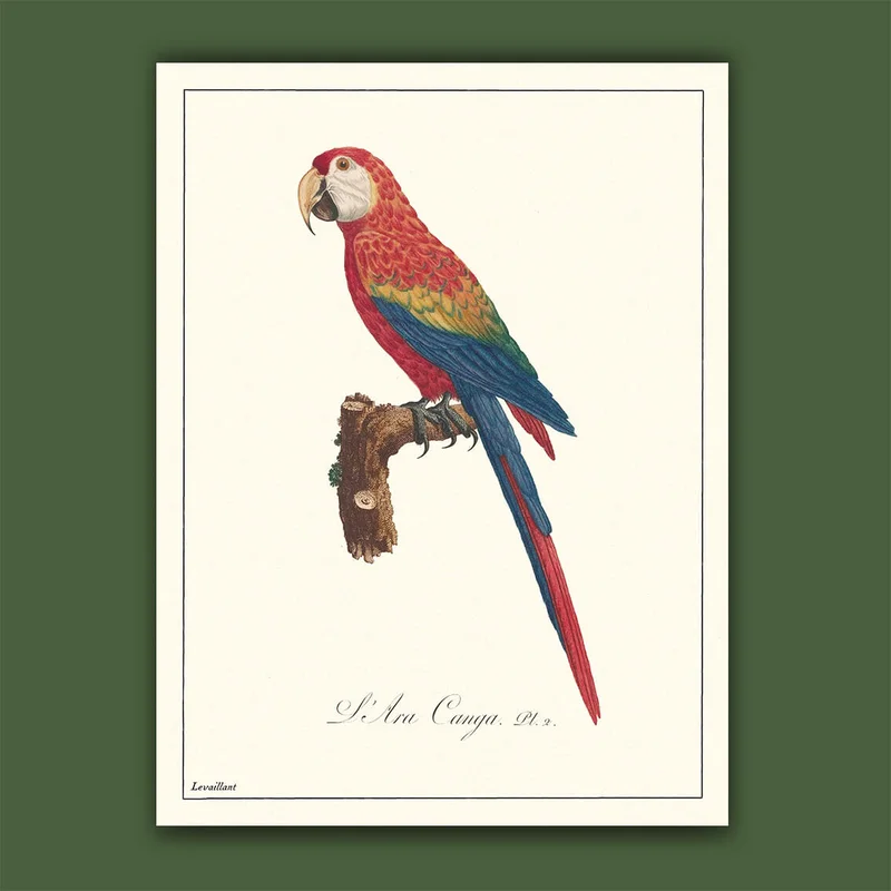 cartopolo1295016