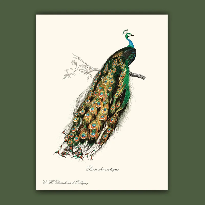 cartopolo1295366