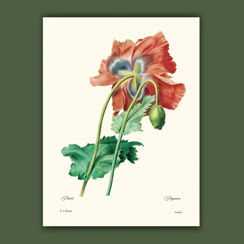 cartopolo1295592