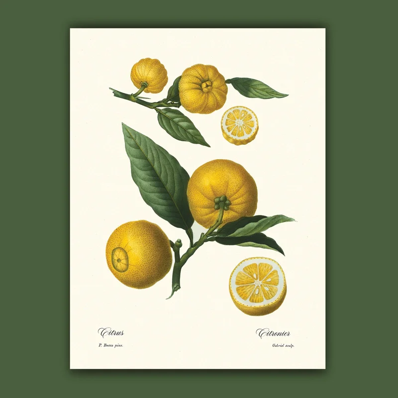 cartopolo1295637