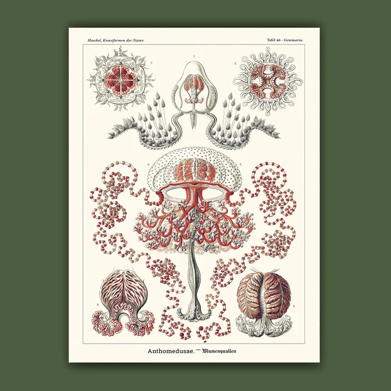 cartopolo1296532