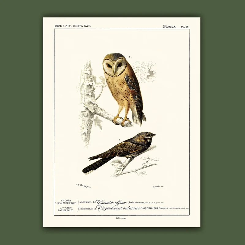 cartopolo1296835