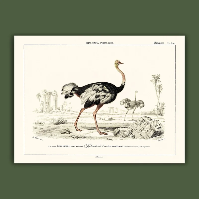 cartopolo1296853