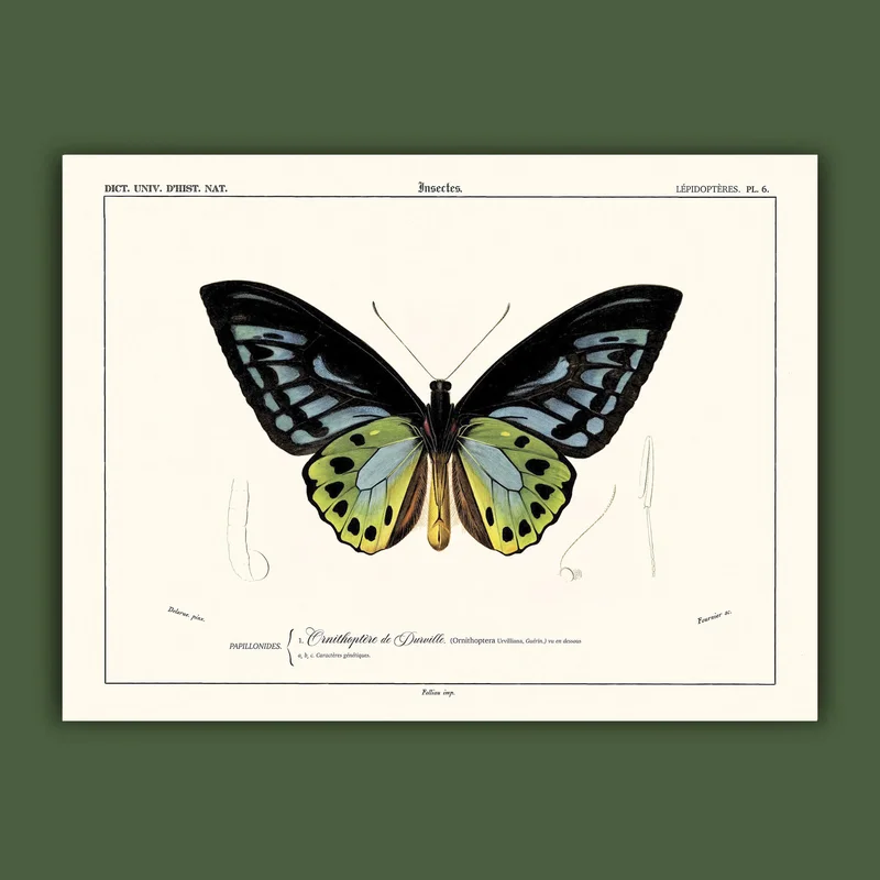 cartopolo1297542