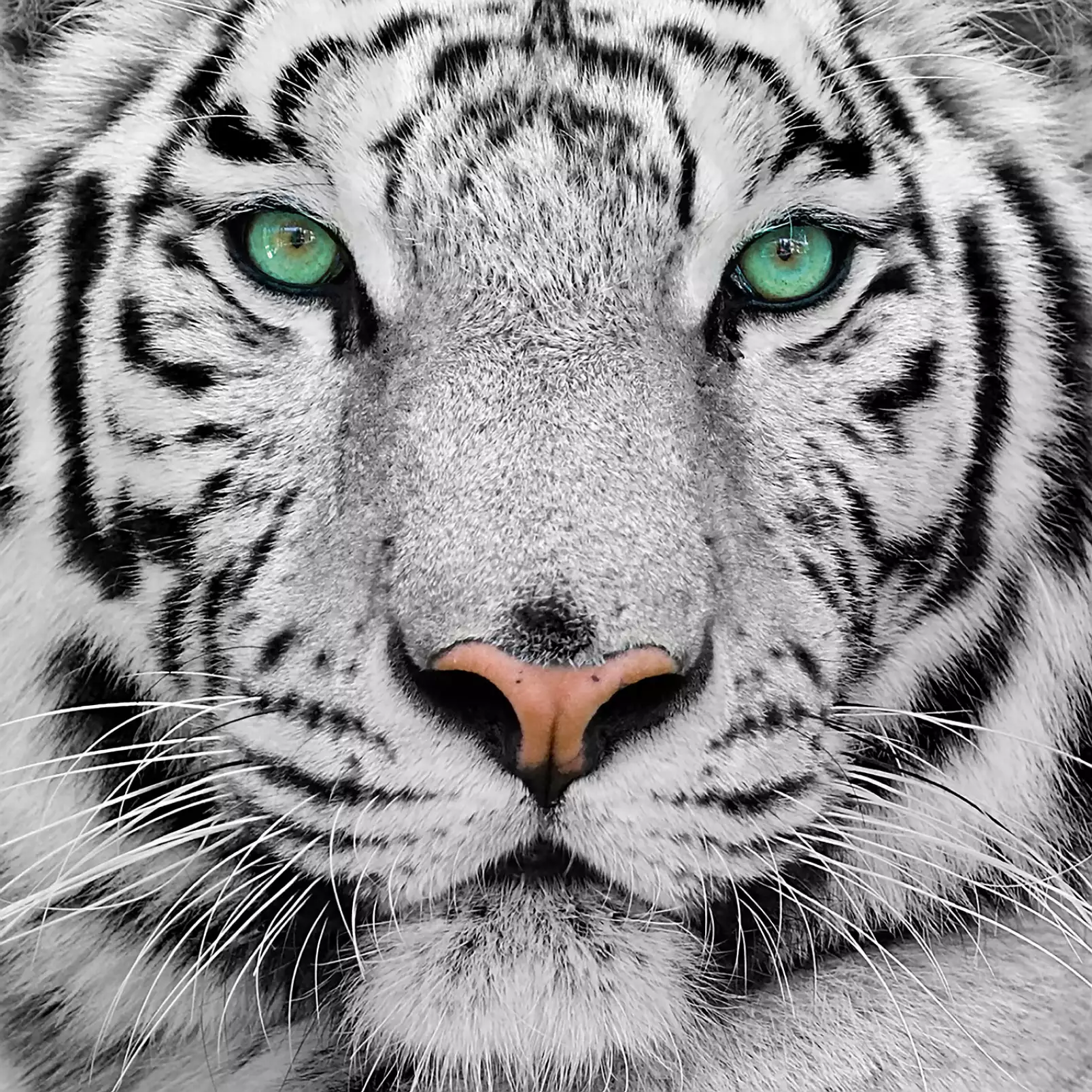 portrait-animaux-tete-de-tigre-de-sumatra