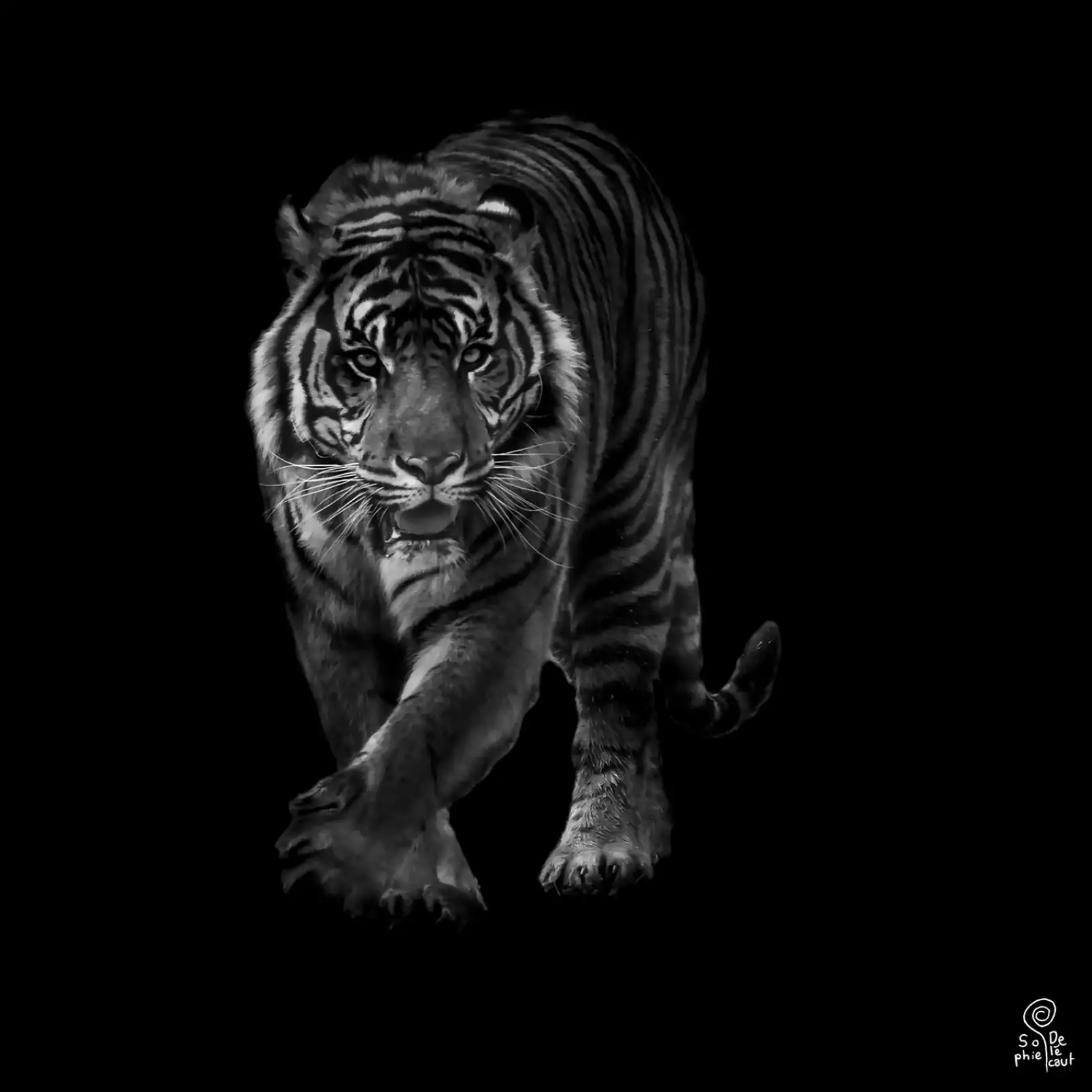 portrait-animaux-tigre-en-approche