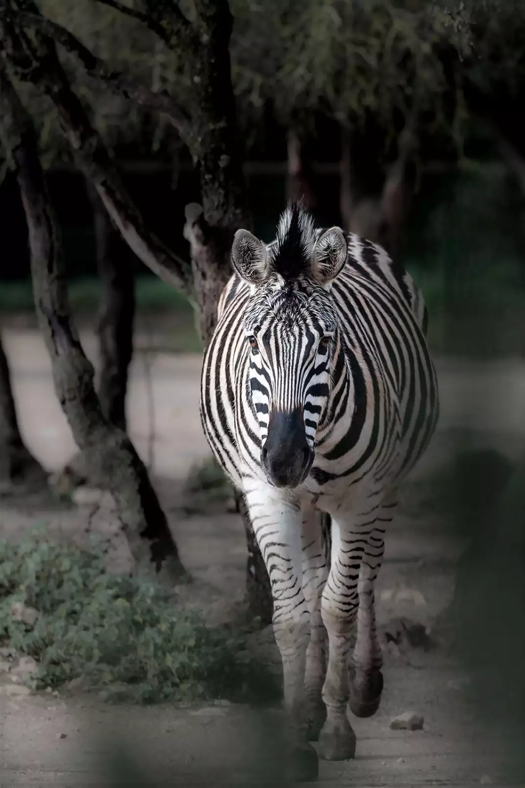 portrait-animaux-zebre-en-balade
