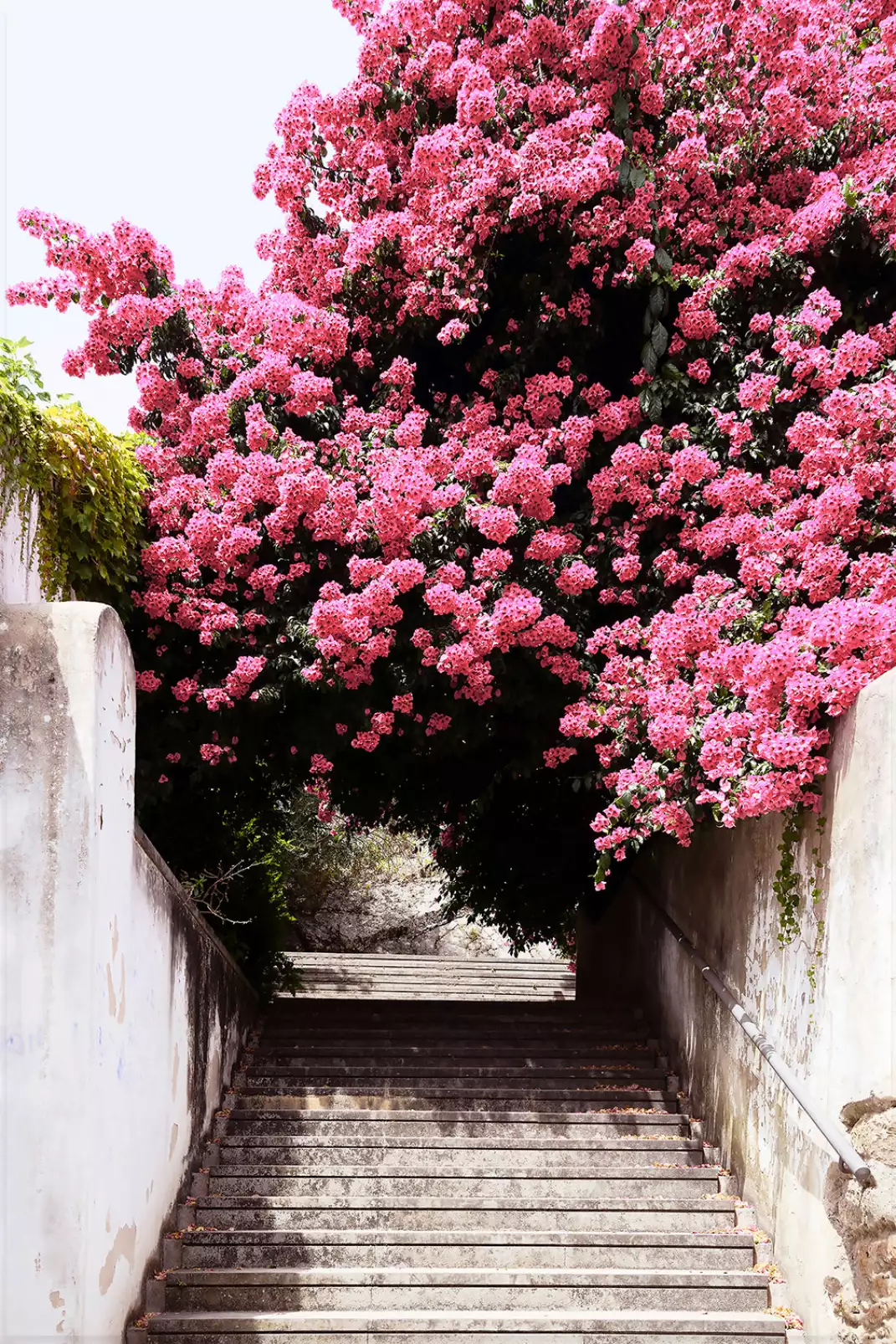 poster-de-fleurs-welcometoportugal-secret-street