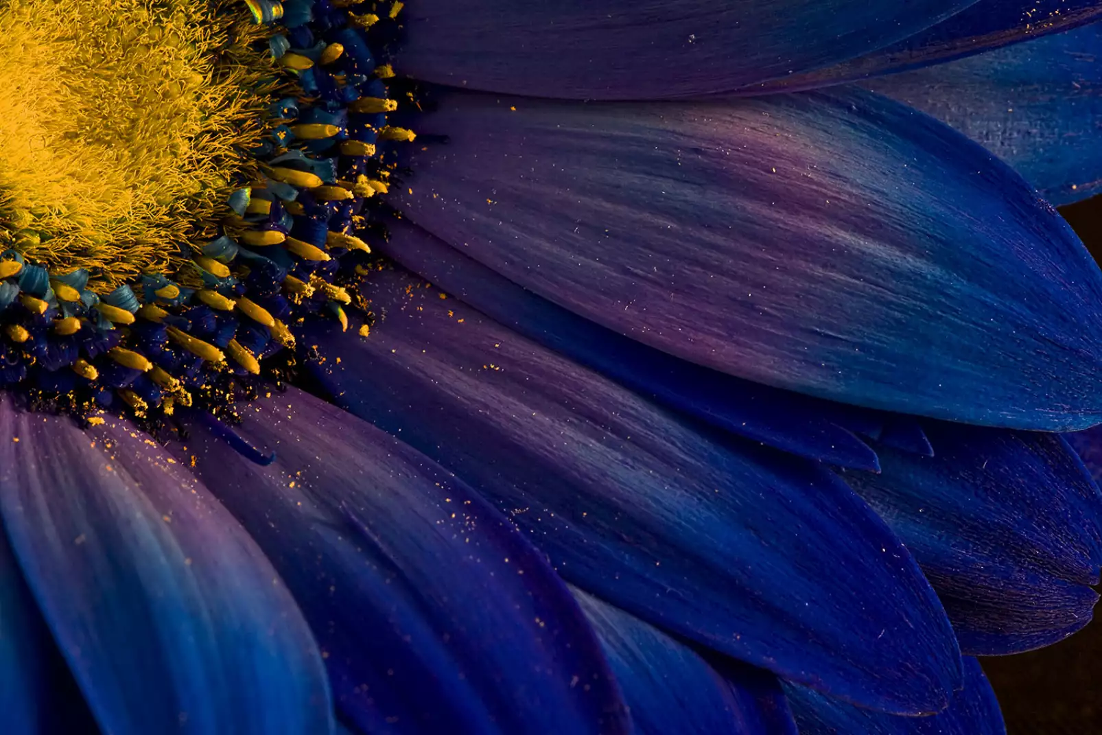 poster-fleur-purple-petales