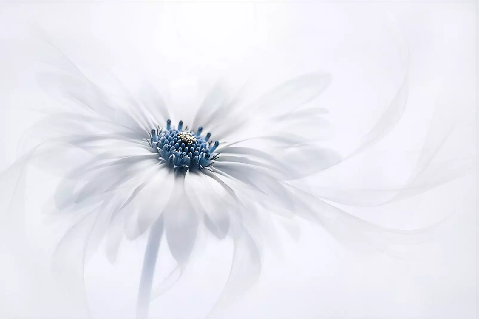 poster-fleurs-au-coeur-bleu