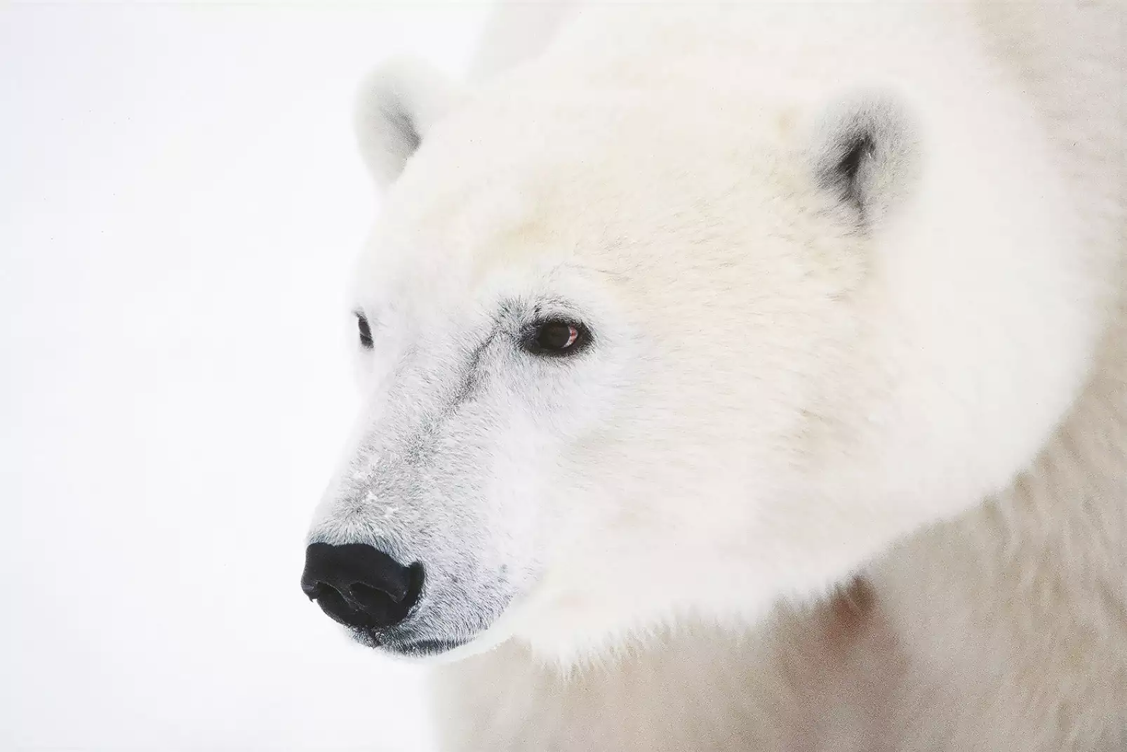 tableau-animaux-ours-blanc-polaire