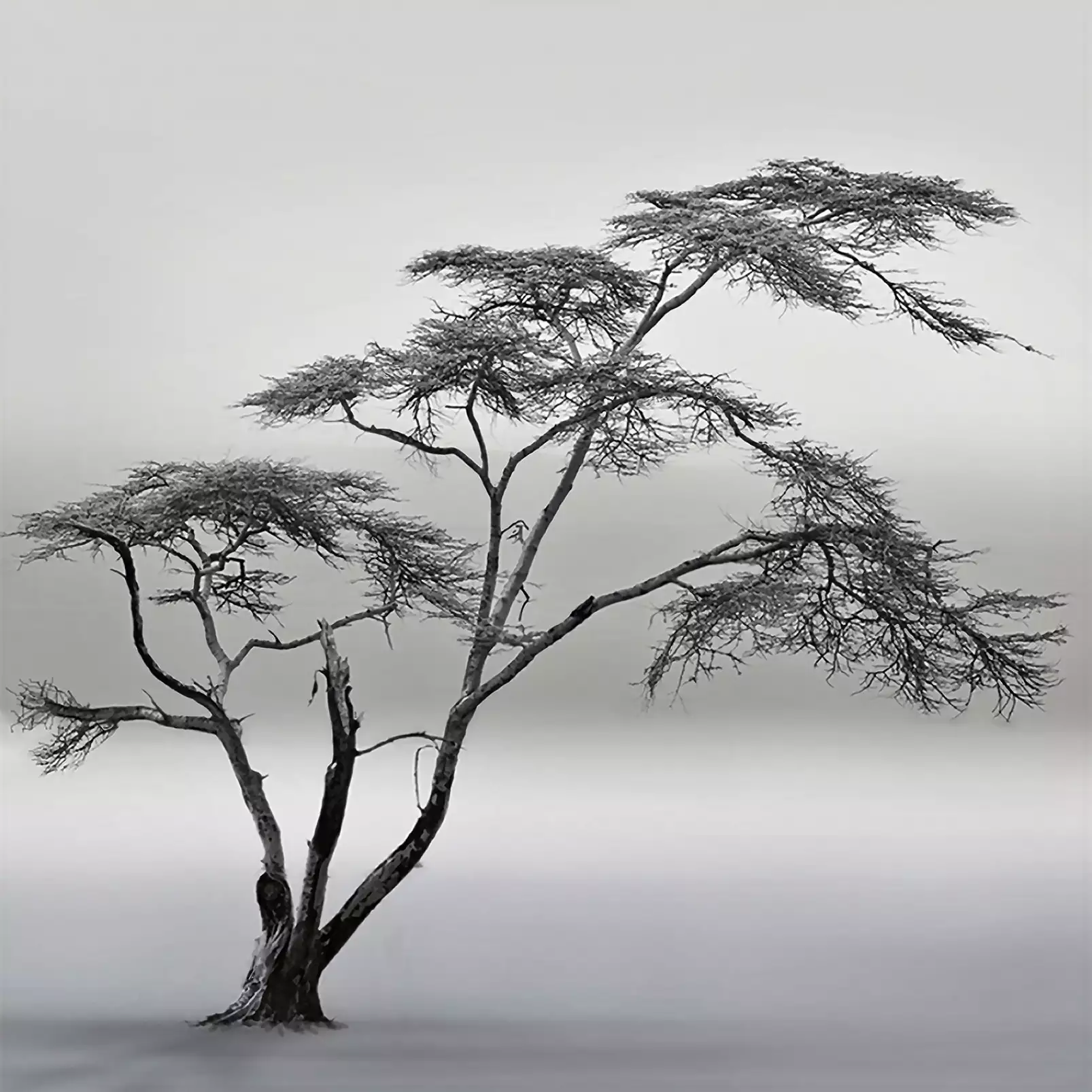 tableau-foret-a-very-long-story