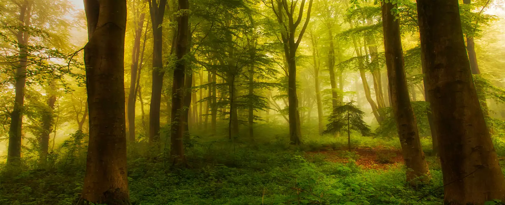 tableau-paysage-nature-foret-the-little-tree